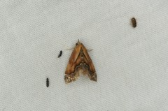 Lophomilia polybapta