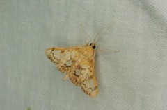 Neoanalthes contortalis