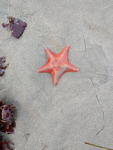 photo of Bat Star (Patiria miniata)