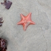 photo of Bat Star (Patiria miniata)