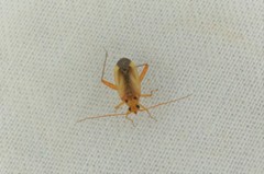 Adelphocoris suturalis