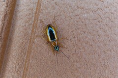 Agonum daimio