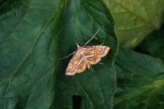 Paracymoriza prodigalis