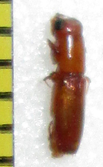 Platypodinae