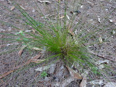 Schoenus ericetorum