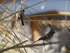 Zonotrichia capensis antofagastae