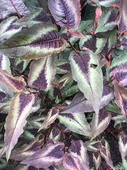 Persicaria microcephala