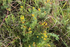 Chamaecytisus austriacus
