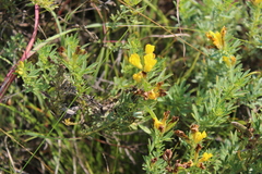 Chamaecytisus austriacus
