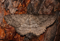 Hesperumia latipennis