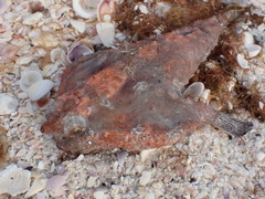 Ogcocephalidae