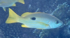 Lutjanus ehrenbergii