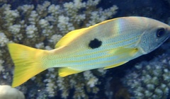 Lutjanus ehrenbergii