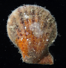 Laevichlamys cuneata