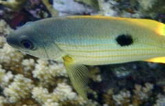 Lutjanus ehrenbergii