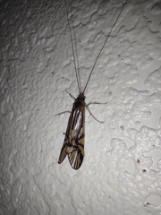 Macrostemum radiatum