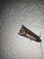 Macrostemum radiatum