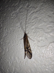 Macrostemum radiatum