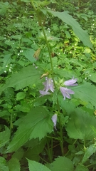 Campanula trachelium