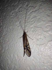 Macrostemum radiatum