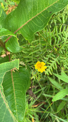 Tagetes lunulata