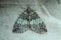 Hydriomena impluviata