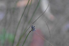 Schoenus ericetorum