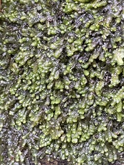 Jubula pennsylvanica