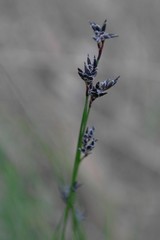 Schoenus ericetorum