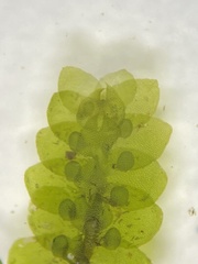 Jubula pennsylvanica