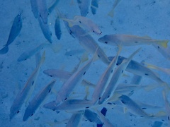 Lutjanus ehrenbergii