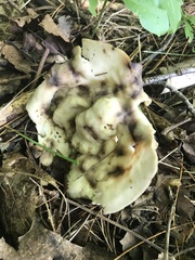 Helvella costifera