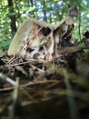 Helvella costifera