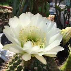 Trichocereus rowleyi