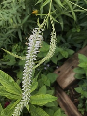 Veroniceae