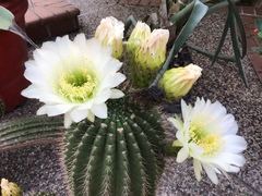 Trichocereus rowleyi