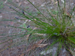 Schoenus ericetorum
