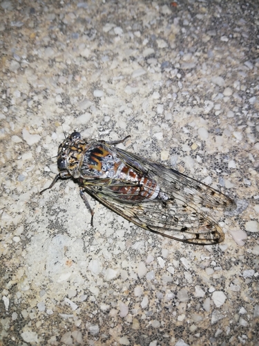 Ash Cicada photo 3