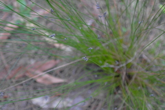 Schoenus ericetorum