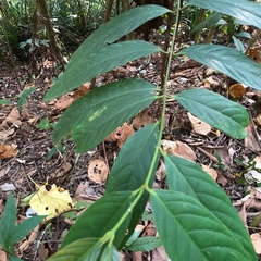 Pellacalyx saccardianus