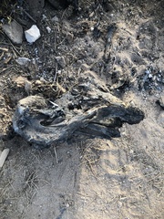 Pelecanus occidentalis