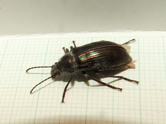 Tarpela micans