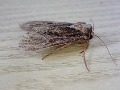 Apamea monoglypha