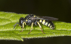 Anacrabro ocellatus