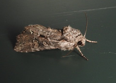 Lacinipolia sareta