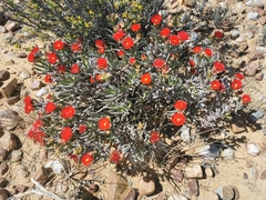Ruschia marianae