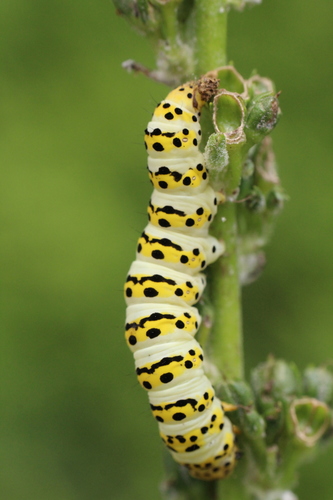 Cucullia lychnitis