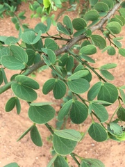 Bauhinia racemosa