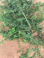 Bauhinia racemosa