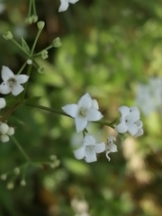 Galium rivale